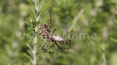 蜘蛛ArgiopeLobata抓住蝴蝶吃了它，第8部分。 蜘蛛已经和蝴蝶结了结
